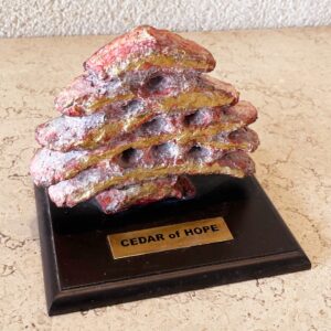 Cedar of Hope